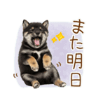 ゆるかわ！豆しばの日常スタンプ（個別スタンプ：19）
