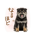 ゆるかわ！豆しばの日常スタンプ（個別スタンプ：20）