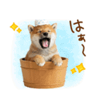 ゆるかわ！豆しばの日常スタンプ（個別スタンプ：21）
