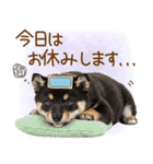 ゆるかわ！豆しばの日常スタンプ（個別スタンプ：24）