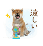 ゆるかわ！豆しばの日常スタンプ（個別スタンプ：26）