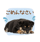ゆるかわ！豆しばの日常スタンプ（個別スタンプ：27）