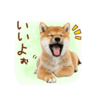 ゆるかわ！豆しばの日常スタンプ（個別スタンプ：29）