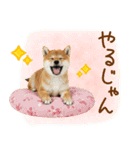 ゆるかわ！豆しばの日常スタンプ（個別スタンプ：30）