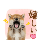 ゆるかわ！豆しばの日常スタンプ（個別スタンプ：34）