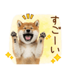 ゆるかわ！豆しばの日常スタンプ（個別スタンプ：37）