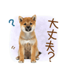 ゆるかわ！豆しばの日常スタンプ（個別スタンプ：38）