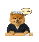 リアルなポメラニアンの職業スタンプ（個別スタンプ：16）