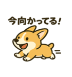ブラウンコーギーの日常(毎日使える！)（個別スタンプ：12）