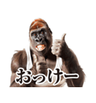 リアクション！ゴリラ（個別スタンプ：12）