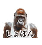 リアクション！ゴリラ（個別スタンプ：26）