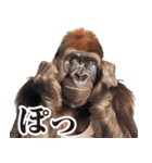 リアクション！ゴリラ（個別スタンプ：31）