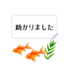 金魚とビー玉 夏の花スタンプ 改訂版（個別スタンプ：14）