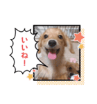 チロル＆チョコ 15（個別スタンプ：1）