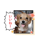 チロル＆チョコ 15（個別スタンプ：2）