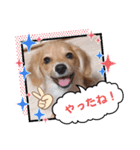 チロル＆チョコ 15（個別スタンプ：5）