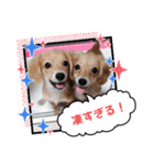 チロル＆チョコ 15（個別スタンプ：6）