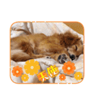 チロル＆チョコ 15（個別スタンプ：12）