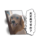 チロル＆チョコ 15（個別スタンプ：16）