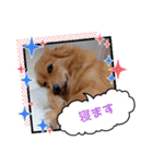 チロル＆チョコ 15（個別スタンプ：17）
