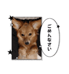 チロル＆チョコ 15（個別スタンプ：22）