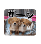 チロル＆チョコ 15（個別スタンプ：24）