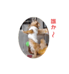 チロル＆チョコ 15（個別スタンプ：25）
