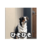 気まぐれボルゾイ40表情パック（個別スタンプ：23）