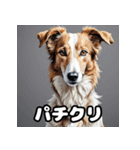 気まぐれボルゾイ40表情パック（個別スタンプ：39）