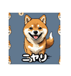 表情いろいろ柴犬スタンプ40（個別スタンプ：1）