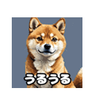 表情いろいろ柴犬スタンプ40（個別スタンプ：10）