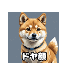 表情いろいろ柴犬スタンプ40（個別スタンプ：12）