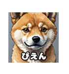 表情いろいろ柴犬スタンプ40（個別スタンプ：24）