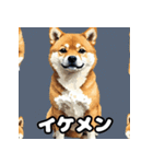 表情いろいろ柴犬スタンプ40（個別スタンプ：26）