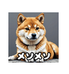 表情いろいろ柴犬スタンプ40（個別スタンプ：27）