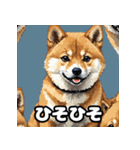 表情いろいろ柴犬スタンプ40（個別スタンプ：36）