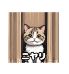 40表情マンチカン大集合！（個別スタンプ：1）