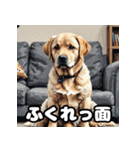 ラブラドールレトリバーの豊かな表情（個別スタンプ：16）