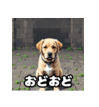ラブラドールレトリバーの豊かな表情（個別スタンプ：24）