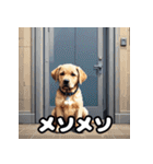 ラブラドールレトリバーの豊かな表情（個別スタンプ：25）