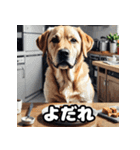 ラブラドールレトリバーの豊かな表情（個別スタンプ：27）