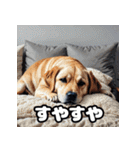 ラブラドールレトリバーの豊かな表情（個別スタンプ：35）