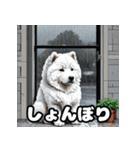 表情豊かなもふもふサモエドが大暴れ！（個別スタンプ：3）