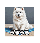 表情豊かなもふもふサモエドが大暴れ！（個別スタンプ：5）