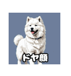表情豊かなもふもふサモエドが大暴れ！（個別スタンプ：14）