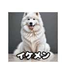 表情豊かなもふもふサモエドが大暴れ！（個別スタンプ：17）