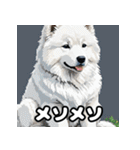 表情豊かなもふもふサモエドが大暴れ！（個別スタンプ：19）