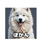表情豊かなもふもふサモエドが大暴れ！（個別スタンプ：22）
