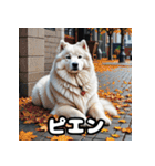 表情豊かなもふもふサモエドが大暴れ！（個別スタンプ：24）