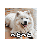 表情豊かなもふもふサモエドが大暴れ！（個別スタンプ：31）